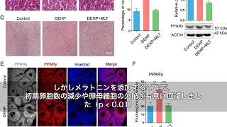 メラトニンが環境ホルモンの害から卵巣を守る！？最新研究が示す驚きの保護効果