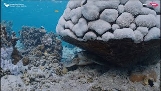 Mass bleaching "worst ever seen" by coral biologist Dr Selina Ward