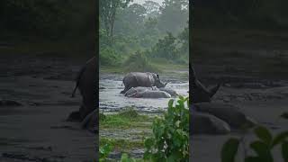 HIPPO vs RHINO 😱 Battle of the Beasts!"