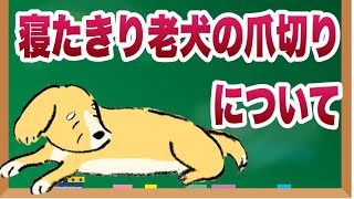 寝たきり老犬の爪切り対処法【獣医師解説】