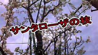 接ぎ木　「梅の木に　いろんなプラム」