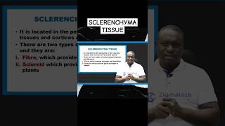 Sclerenchyma tissue in plants #biologyclass #learning #onlinelesson #examguide #freelesson