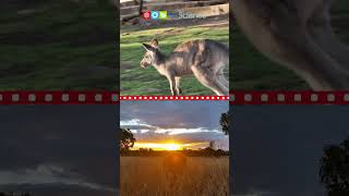 Marsupials #shorts #ngscience