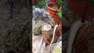 A battle between a lapwing and a snake on a red cliff #snake #nest #birdfish #animals #cobra