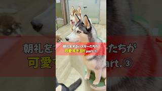 朝からこの可愛さ反則…ハスキー達の朝礼が尊すぎた🥹🐾#ハスキー #大型犬 #かわいい