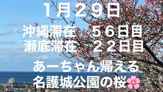 沖縄滞在55日目　ヒルトン瀬底リゾート２２日目 まりちゃん御一行お家に帰る日です。♪便乗して名護市役所前まで車に🚗乗せて貰い名護城公園の桜🌸見物へ