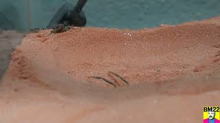 Camel Spider Solifugae Protecting His Spider Hole