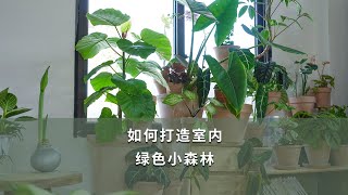 【海媽園藝課堂54】如何打造室內，綠色小森林 | House Plants