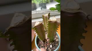 What happens when you cut off the tip of your cactus #cactus #cacti #propagation