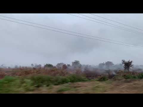 Miri forest fire