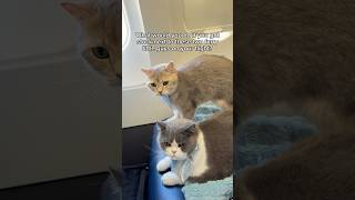 Louie loves to make biscuits on all our flights ✈️ #cats #cutecats #viral
