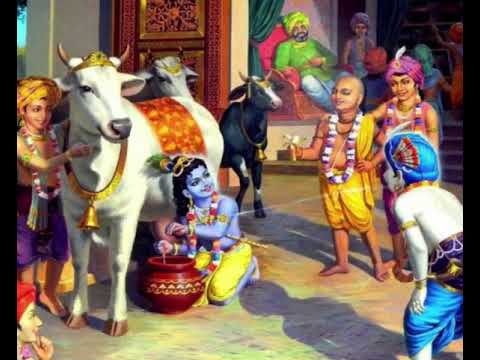 Bhakti # Gopal’s cows calves# Kusum Sarovar # heart of Braj #Spirituality# Real beauty #Real love