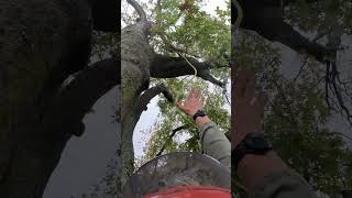 Load reduction on an old, leaning pin oak  #arboriculture #treecare #arblife #arboristgear #trees