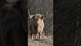 Amazing Wild Highland Cow | [FULL HD] Natural Wildlife Animals #shorts #shortvideos #shortvideo