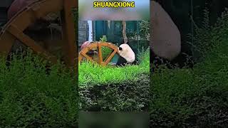 大熊猫双熊是水利发电熊 #panda #redpanda夕消 #animals #上野パンダ #funny #cute #cutepanda #zoo #wildlife