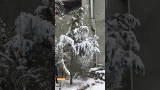 Heavy snowfall khaplu valley #viral #shortvideo #shortyoutube #mountains #khaplu