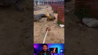 Cara Mengusir Buaya Masuk Kolam