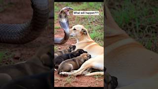 Brave Mother Dog Protects Her Puppies from Deadly Cobra | Heart-Stopping Moment! #snakeattack