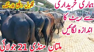 Today Fresh Multan Cow Mandi 21 July Video Khere Bachre | Cholistani || Global Village Farming