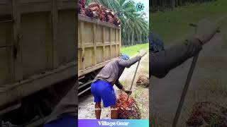 Palm Fruit YEET! 🌴 This Guy's ARM DAY is Every Day! 💪 #palmfruit #farminglife #strongman #workout
