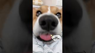 Corgi Love Exercise #dogshorts #doggielife #corgipuppy #corgilife #cutedog #viralshort #shortsreel