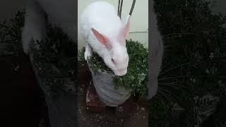sweet song with rabbit# shorts🐰🐇🌿☘️🍀🌿☘️
