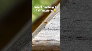 Insect brushing its antennae! #buglife #insects
