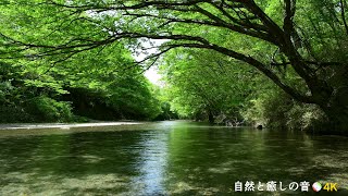 【自然の音】新緑の季節と川のせせらぎ、癒し、睡眠、リラックス、作業用【３時間】