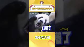 熊孩子被親媽教育現場#搞笑 #熊貓 #可愛到爆炸 抖音小助手
