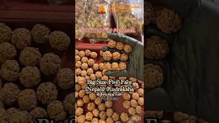 Collector Five Face Nepali Rudraksha. पांच मुखी नेपाली रुद्राक्ष #mahakal #ujjain #rudraksha #shiv