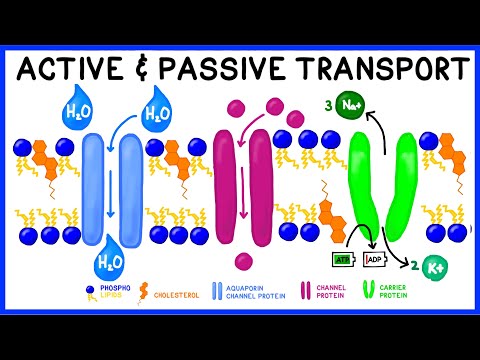 Active vs. Passive Transport: Compare and Contrast
