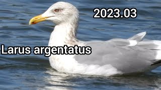 European herring gull | Waterfowl in the park | March 2023