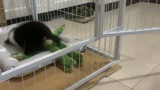 新手養喜樂蒂回家第一天越獄成功 57 days sheltie puppy back home day 1