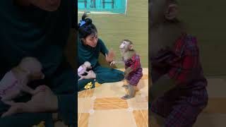 Adorable baby monkey #monkeylove #monkeybaby #adorable #adorablemonkey #babyanimal #monkeysmart