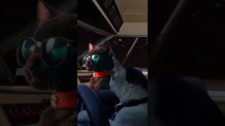 its not the vehicle-its #spy #catlover #snickers #catdriving#drivingcat#boat #speed#cat#cats#yatch