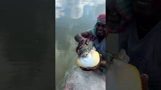Why are some pufferfish spiny? #shorts #pufferfish