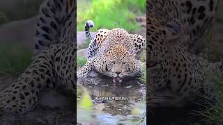 這里被人們稱為（地球之肺）的熱亞馬遜熱帶雨林 、也是人類最后一片凈土#亞馬遜熱帶雨林 #旅行大玩家#神奇動物在抖音 #野生動物零距離1