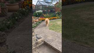 #catwalk #catshorts #orangecat #fyp #cat #cutecatshorts #catsofyoutube #howdy