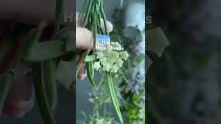 EASY non toxic to pet houseplants  | uncommon plants #uncommonplants #easyplants #plantshorts