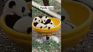 Panda core #panda #cuteanimals #animals