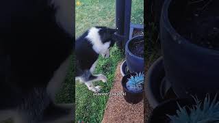 Dog and bugs #funny #dog