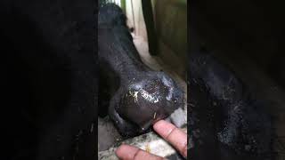 #cowsgomoo #love #song #cowprotection #funny #gausevasangh #animals #cowcomfort #cute #cowbeauty