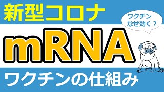 【解説】現役医師が解説！mRNAワクチンってなに？？