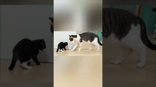 #மெச்சூரிட்டி...!🤣#please_subscribe_my_channel #funnycatvideos#catvideos