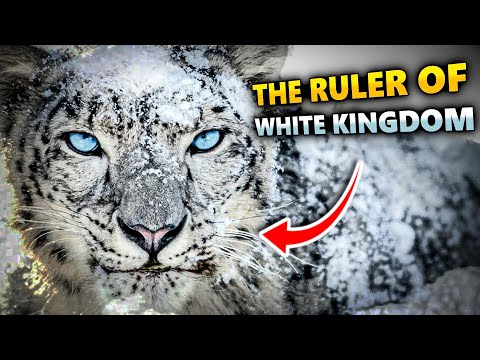 SNOW LEOPARDS: Documentary & Facts