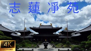 香港本地遊～仿唐建築 志蓮淨苑。Chi Lin Nunnery。June 2025