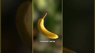 why bananas are curved|| #banana #facts #kranthivlogger #vrraja #prasadtechintelugu