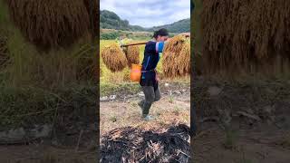 Sticky rice harvesting || #doyouknow #facts #fascinatinginformation #viralshorts #viral #shorts