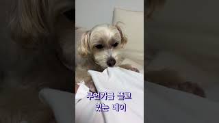 아ㅃㅏ옷에 구멍낸 메이#강아지#노즈워크#온이의일기장