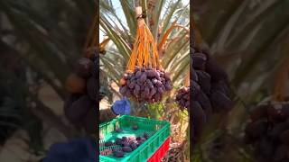 Banyak sekali kebun kurma di indonesia saat ini #kurma #kurmaindonesia #datesfruit